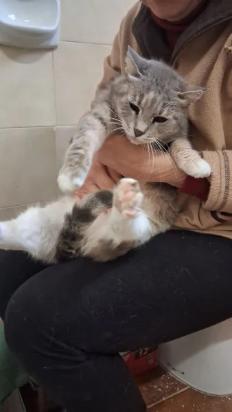 GATTA DOLCISSIMA | Foto 0