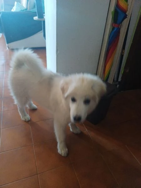 CUCCIOLO DOLCISSIMO | Foto 6