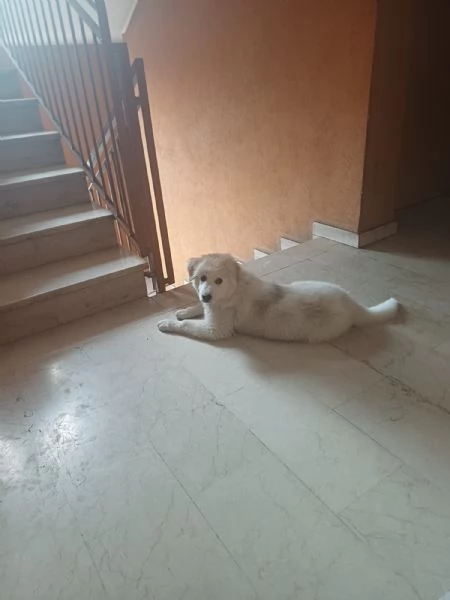 CUCCIOLO DOLCISSIMO | Foto 5