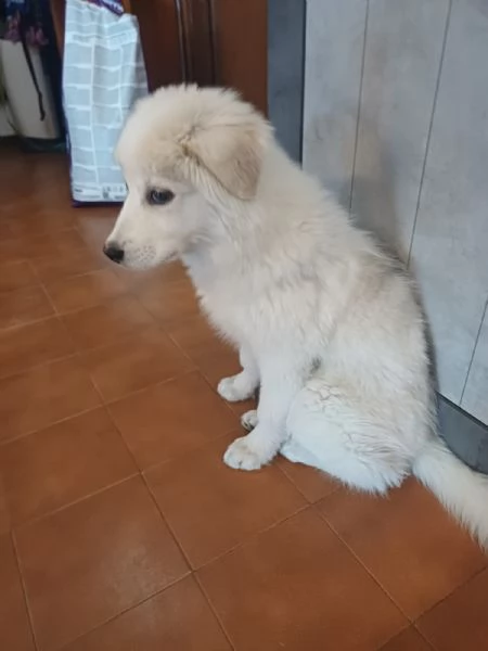 CUCCIOLO DOLCISSIMO | Foto 4