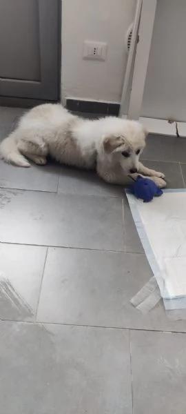 CUCCIOLO DOLCISSIMO | Foto 3