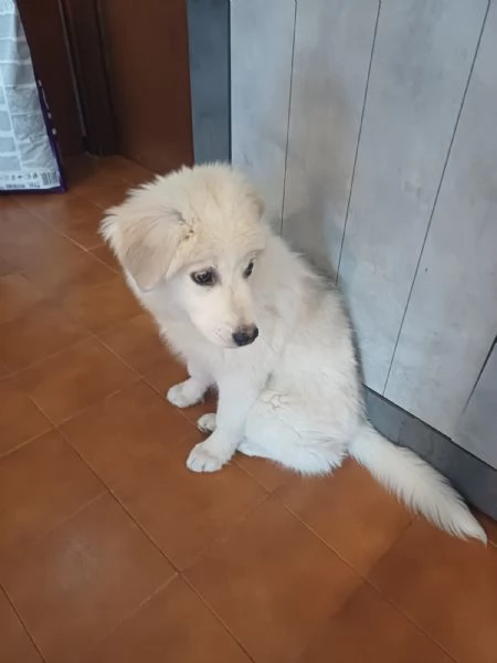 CUCCIOLO DOLCISSIMO | Foto 0