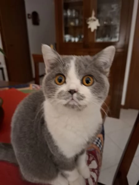 GATTO MASCHIO | Foto 5