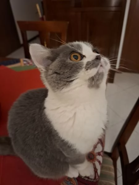 GATTO MASCHIO | Foto 3