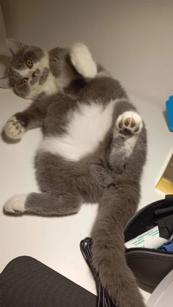 GATTO MASCHIO | Foto 1