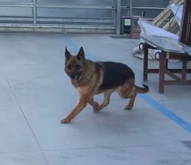 CAGNOLINI TAGLIA GRANDE | Foto 4