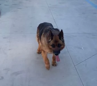 CAGNOLINI TAGLIA GRANDE | Foto 3