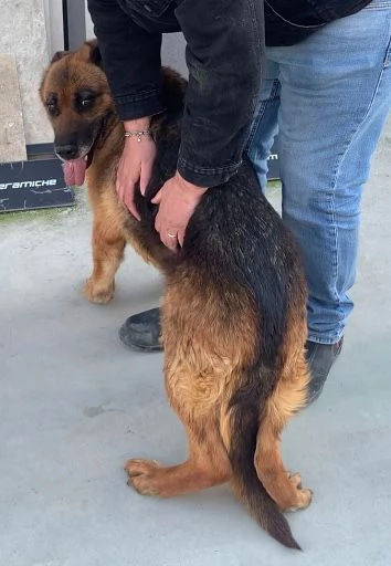 CAGNOLINI TAGLIA GRANDE | Foto 2