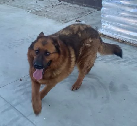 CAGNOLINI TAGLIA GRANDE | Foto 1