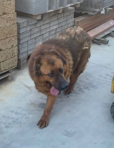 CAGNOLINI TAGLIA GRANDE | Foto 0