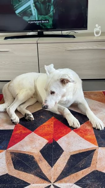 CAGNOLINO ANZIANO | Foto 3