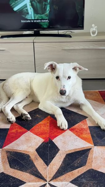 CAGNOLINO ANZIANO | Foto 2