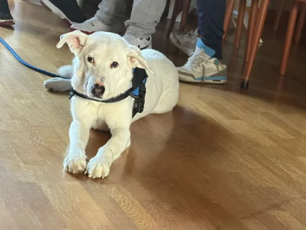 CAGNOLINO ANZIANO | Foto 1