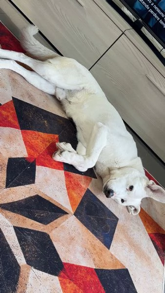 CAGNOLINO ANZIANO | Foto 0