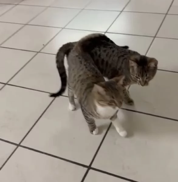 GATTINI INSEPARABILI | Foto 0