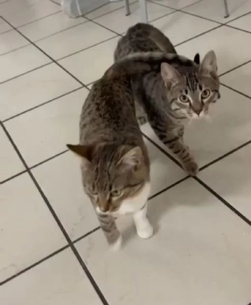 GATTINI INSEPARABILI