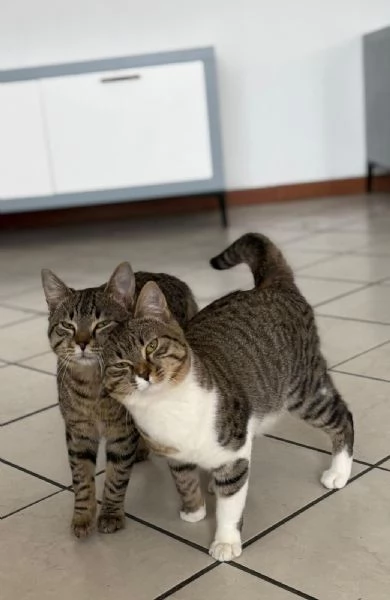 GATTINI INSEPARABILI | Foto 0