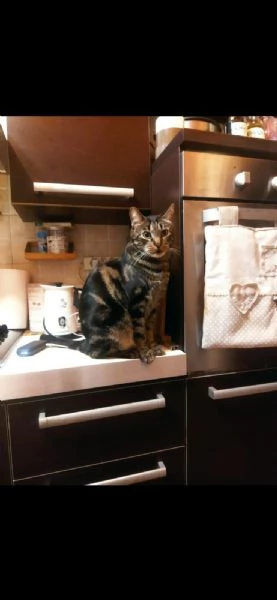 GATTI ANZIANI | Foto 5