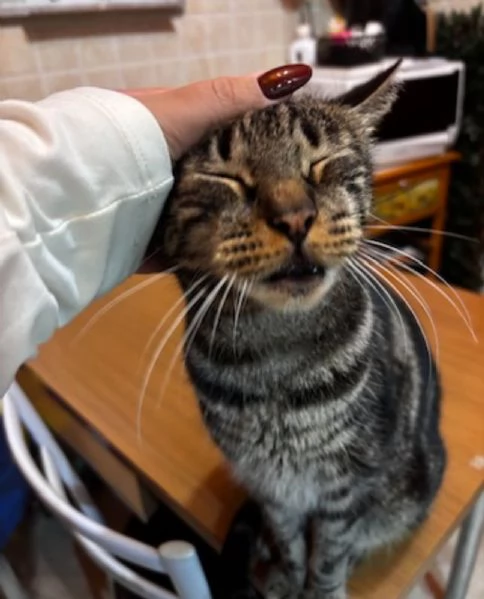 GATTI ANZIANI | Foto 4