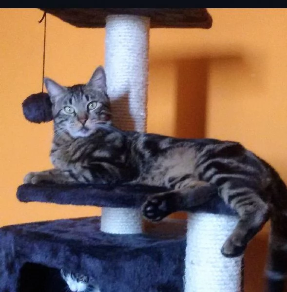 GATTI ANZIANI | Foto 3