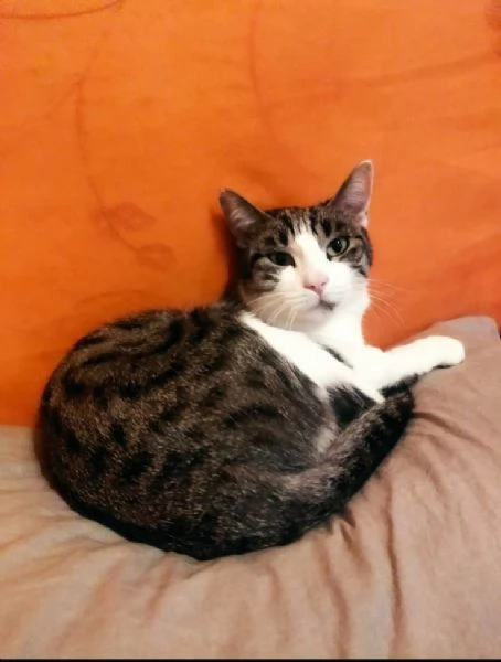 GATTI ANZIANI | Foto 2