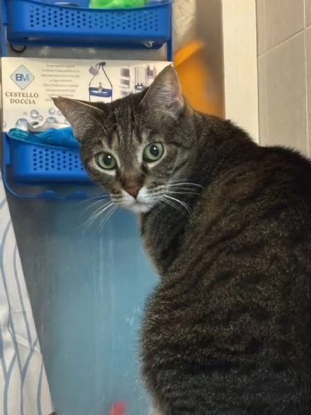 GATTI ANZIANI | Foto 1