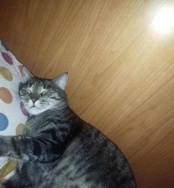 GATTI ANZIANI | Foto 0