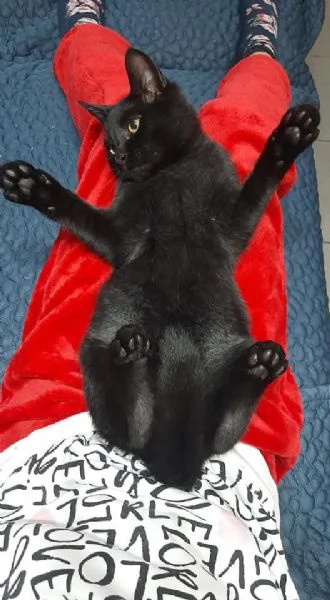 GATTO NERO | Foto 2