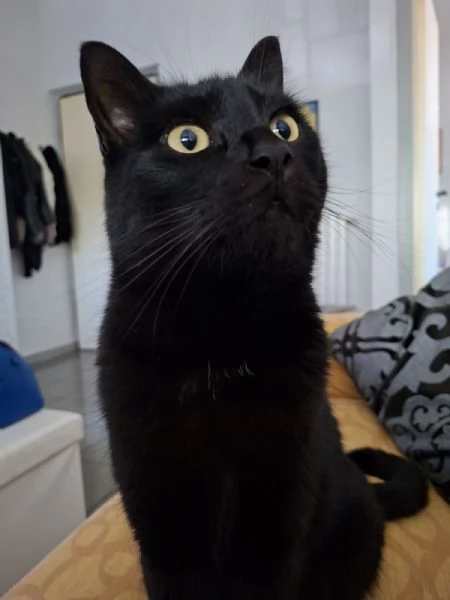 GATTO NERO | Foto 1