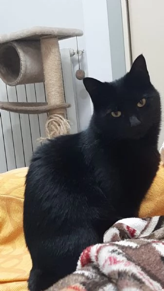 GATTO NERO | Foto 0