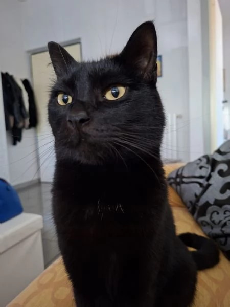 GATTO NERO