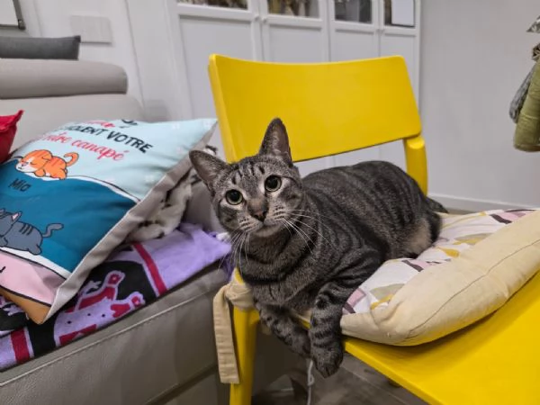 GATTI 