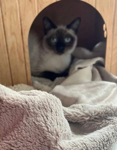 GATTI  | Foto 0