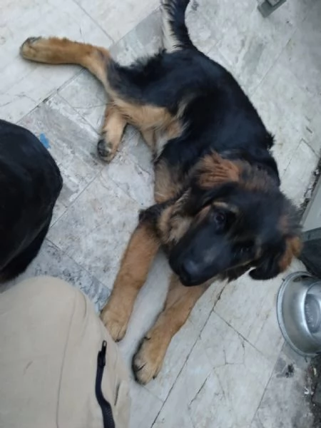 CUCCIOLO