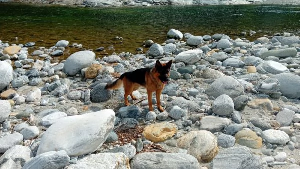CUCCIOLO | Foto 2