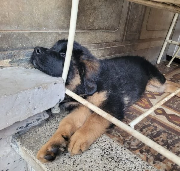 CUCCIOLO | Foto 1