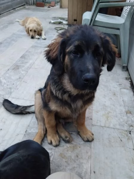CUCCIOLO | Foto 0