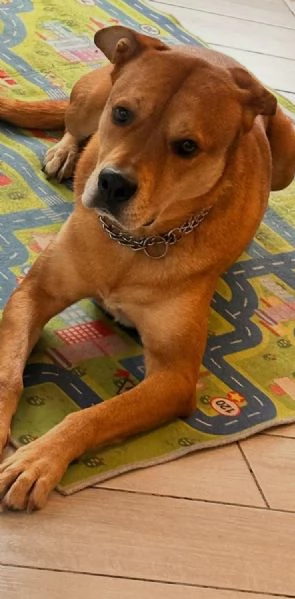CANE ADULTO