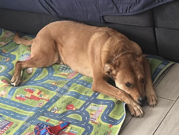 CANE ADULTO | Foto 1