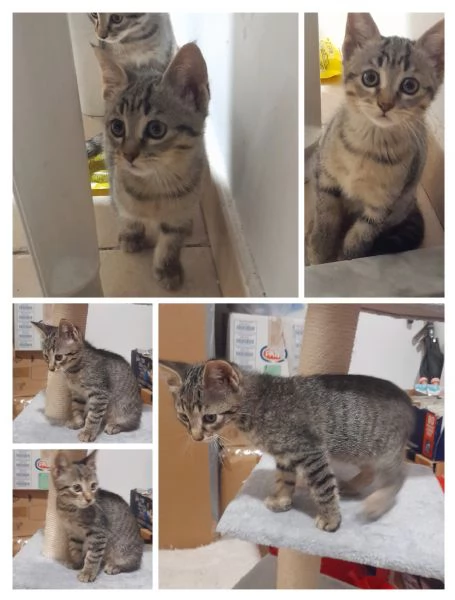 GATTI E GATTINI DOLCISSIMI  | Foto 2