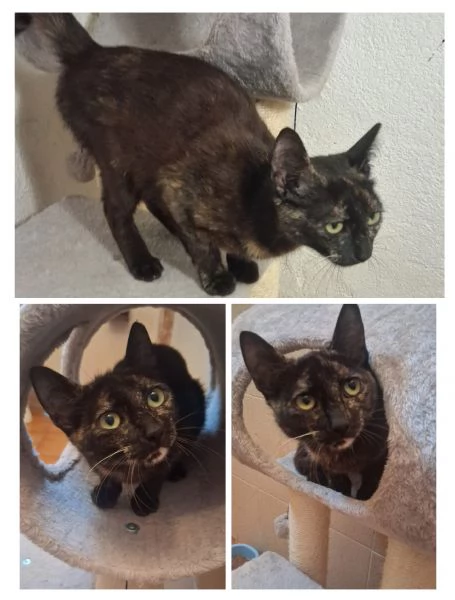 GATTI E GATTINI DOLCISSIMI  | Foto 1