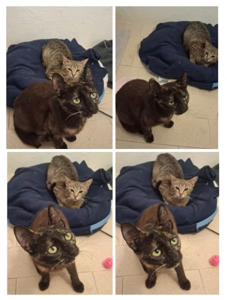 GATTI E GATTINI DOLCISSIMI  | Foto 0