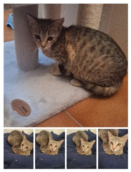GATTI E GATTINI DOLCISSIMI 