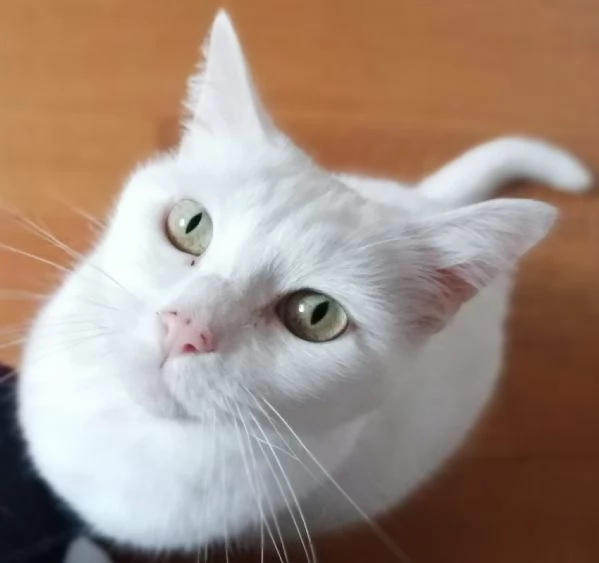 GATTA ANZIANA DOLCISSIMA 