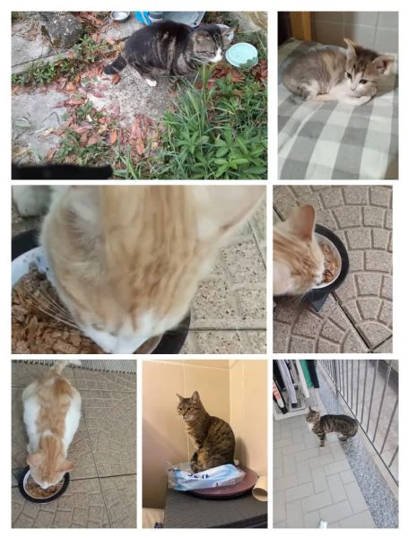 GATTE E GATTINE