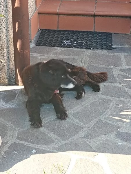 CAGNOLINI E CUCCIOLI