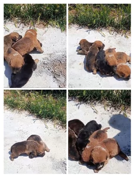CAGNOLINI E CUCCIOLI | Foto 1