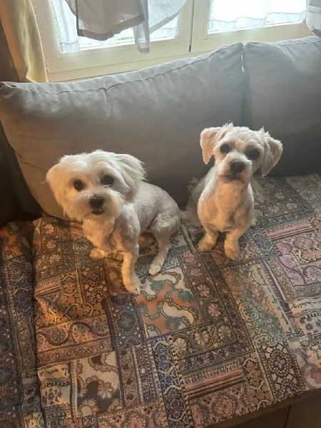 CAGNOLINI E CUCCIOLI | Foto 0