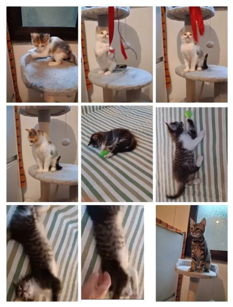 GATTINI ADORABILI