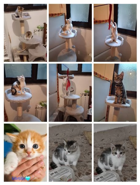 GATTINI DOLCISSIMI